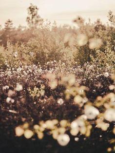 a field full of flowers with trees in the background