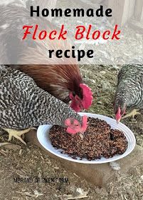 two chickens eating food out of a white bowl on top of the ground with text overlay that reads homemade flock block recipe