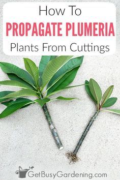 two plants with the title how to propagate plumria plants from cuttings