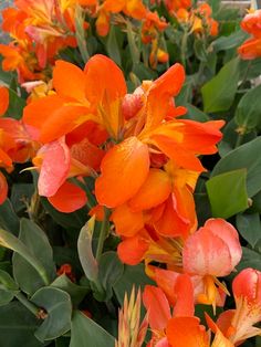 orange and yellow flowers with green leaves in the background