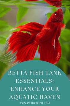 two red fish in an aquarium with the words betta fish tank essentials enhance your aquatic