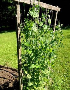 a wooden trellis with green plants growing in it's center, on the grass