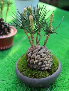 a small pine cone sitting on top of a moss covered potted plant in the middle of a table