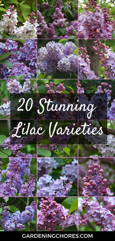 20 Stunning Lilac Varieties To Fill Your Garden with fragrance and Color Common Lilac Bush, Lilac Plants, Lilac Hedge, French Lilacs, Spiritual Herbs, Lilacs Flowers, Lilac Varieties, Grow Lemon