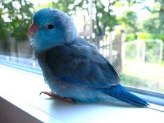 a blue bird sitting on top of a window sill