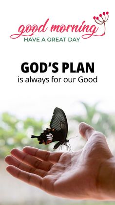 a hand holding a black butterfly with the words god's plan is always for our good