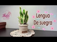 a small potted plant sitting on top of a table next to a sign that says lengua de segera