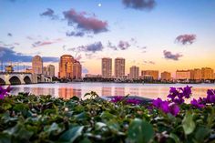 purple flowers are growing in the foreground with a city skyline in the background