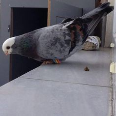 a pigeon perched on the edge of a building