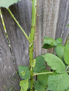 a close up of a green plant near a wooden fence with leaves on the stems