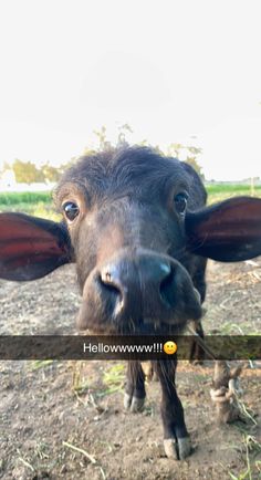 a black cow looking at the camera while standing in an open field