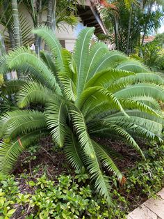 a large green plant sitting in the middle of a lush green garden next to a house