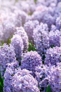 purple flowers are blooming in the garden