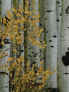 a group of trees with yellow leaves in the foreground and white trunks in the background