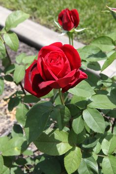 a red rose is blooming in the garden