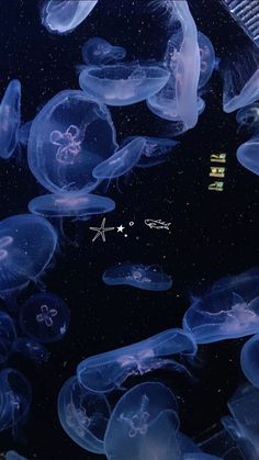 many jellyfish are swimming in the water