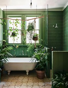 a bathroom with green walls and plants in the bathtub, along with a white claw foot tub