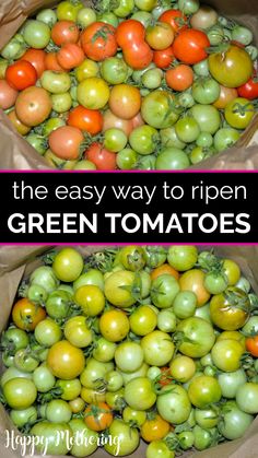 tomatoes and green tomatoes in bags with text that says the easy way to ripen green tomatoes