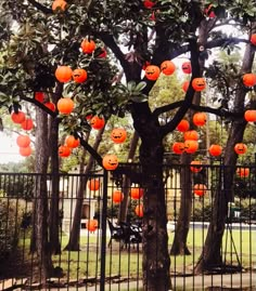 an orange tree with pumpkins hanging from it's branches in front of a fence