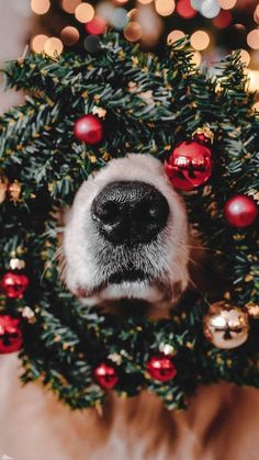 Christmas Decorating Ideas Christmas Dog Photography, Dog Christmas Photos, Dog Christmas Pictures, Paris Dream, Dog Christmas Card, Dog Photoshoot, Christmas Phone Wallpaper, Cosy Winter, Christmas Feeling