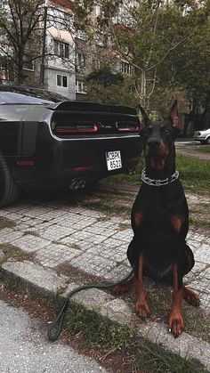 a black and brown dog sitting on the ground next to a car