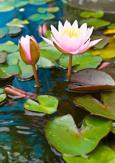 two pink water lilies are in the pond