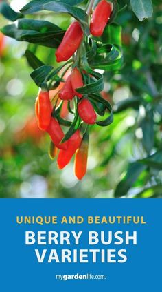 berries hanging from a tree with the words unique and beautiful berry bush varieties