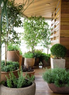 there are many potted plants on the porch