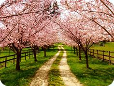 a dirt road surrounded by trees with pink flowers on them and green grass in the foreground