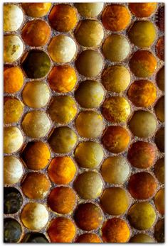 an array of oranges and other fruits are shown in this close up photo,