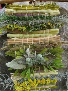 a bunch of plants that are sitting on some rocks