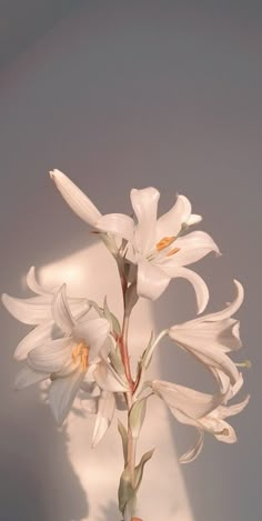 a white flower in a vase on a table