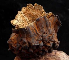 a close up of a piece of wood on a rock with dirt and rocks in the background