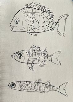 three different types of fish drawn on paper