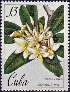 a stamp with a flower on it and the word cuba written in spanish is shown