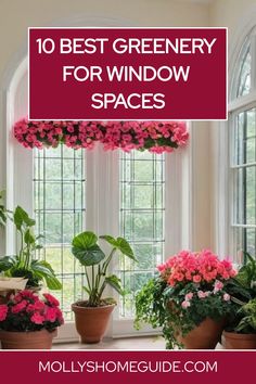 windows with potted plants in them and the words 10 best greenery for window spaces