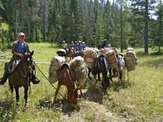 a group of people riding on the backs of horses through a forest filled with trees