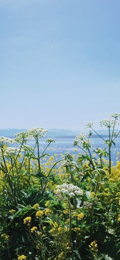 a field with yellow flowers and blue sky in the background