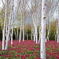 many white trees with red flowers in the ground