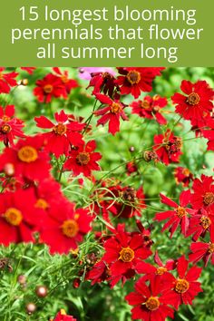 red flowers with text overlay that reads 15 longest blooming perennials that flower all summer long