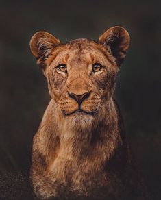 a close up of a lion looking at the camera