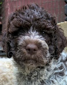 a close up of a dog with curly hair