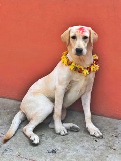 a white dog wearing a flower lei around its neck sitting on the ground in front of a red wall