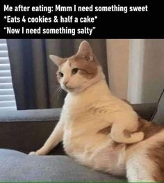 Good Leadership Skills, Humor Memes, Funny Cat Memes, Funny Animal Memes, Silly Cats, Funny Animal Pictures, Animal Memes, New Memes, Funny Animal Videos