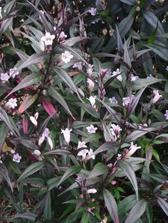 purple and white flowers are growing in the bushes