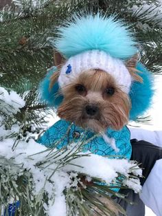 a small dog wearing a blue and white knitted hat with fuzzy fur on it's head