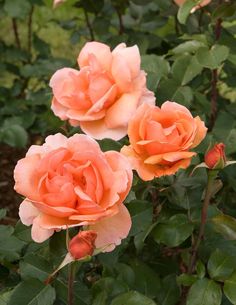 three peach colored roses with green leaves in the foreground and on the far side