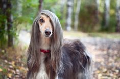 a dog with long hair standing in the woods