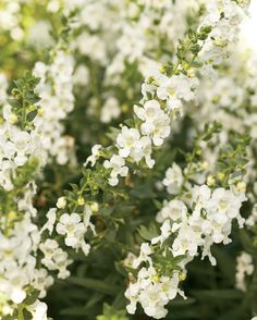 small white flowers are blooming in the garden