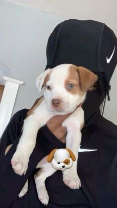 a person holding a small dog in their lap with a hat on top of his head